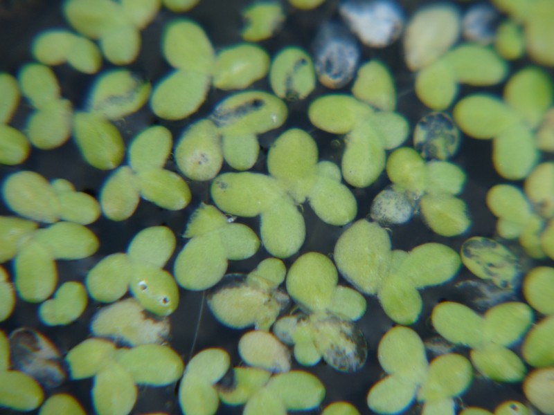 Lesser Duckweed photo 4