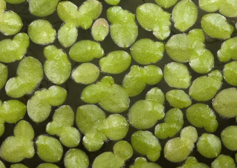 Lesser Duckweed