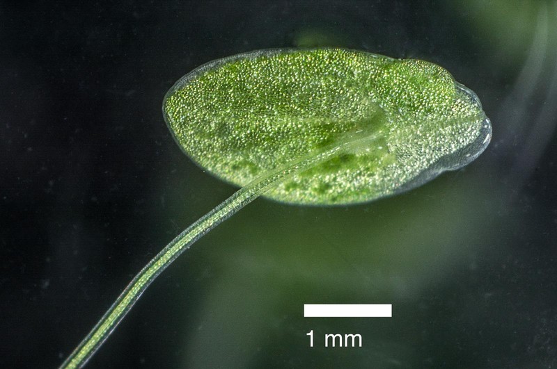 Lesser Duckweed photo 5