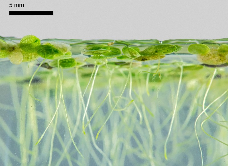 Lesser Duckweed photo 6