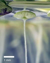 Lesser Duckweed