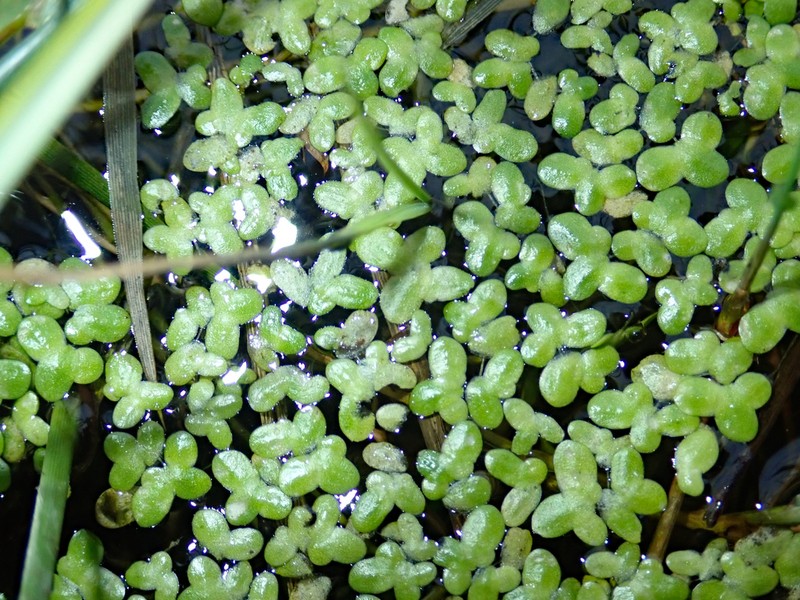 Lesser Duckweed photo 2