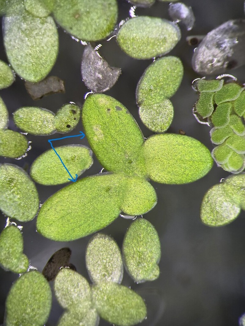 Lesser Duckweed photo 3