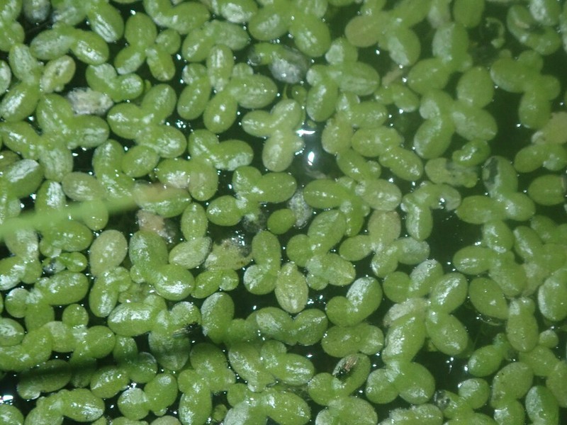 Lesser Duckweed photo 4