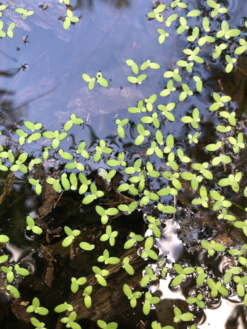 Lesser Duckweed photo 5