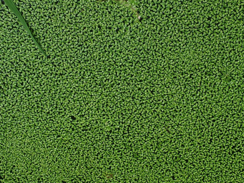 Lesser Duckweed photo 6
