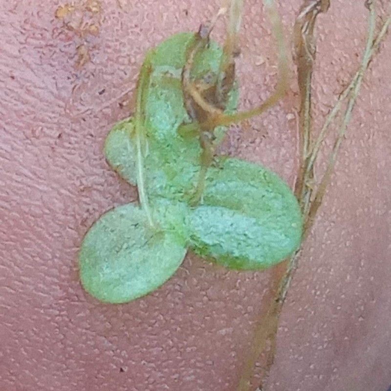 Lesser Duckweed photo 7