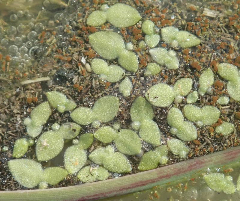 Lesser Duckweed photo 8