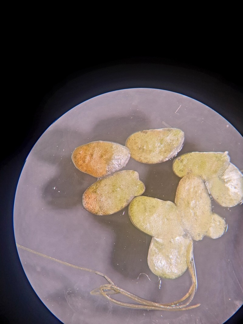 Swollen Duckweed