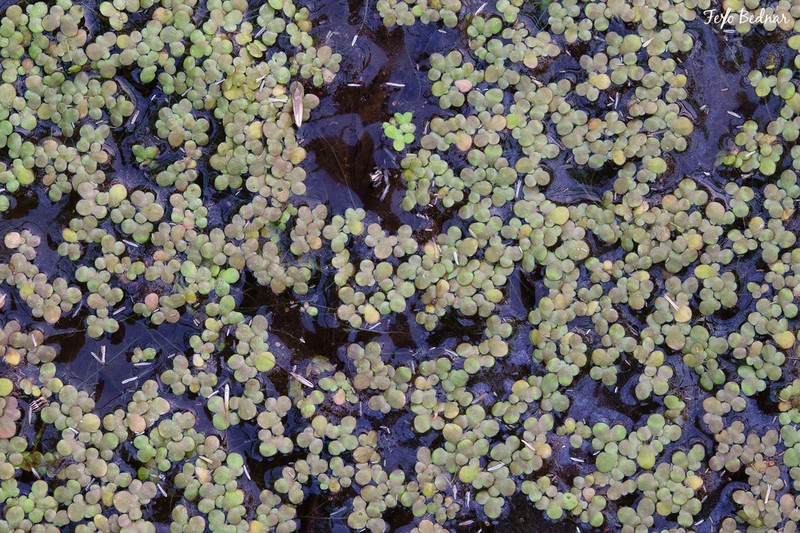 Swollen Duckweed photo 2