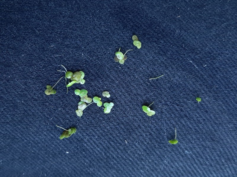 Swollen Duckweed photo 3