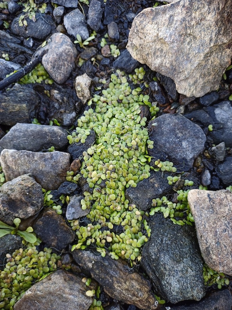 Swollen Duckweed photo 4