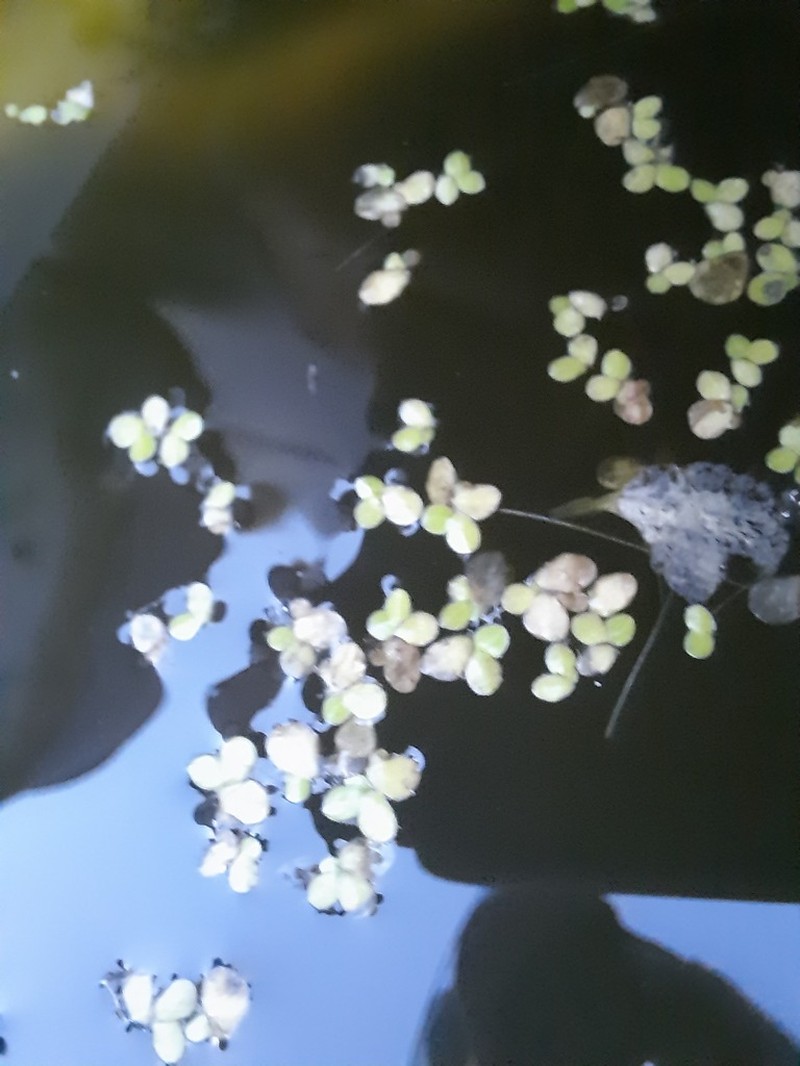 Swollen Duckweed photo 6