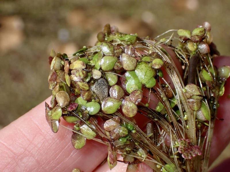 Swollen Duckweed photo 7