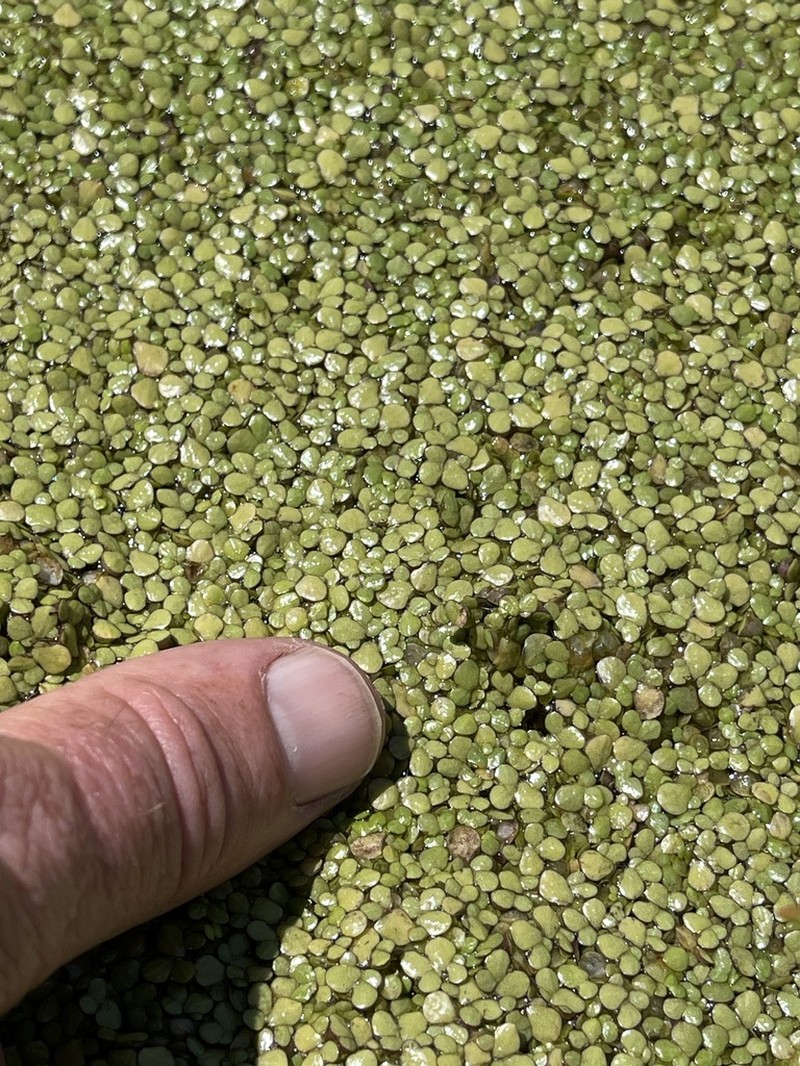 Swollen Duckweed photo 8