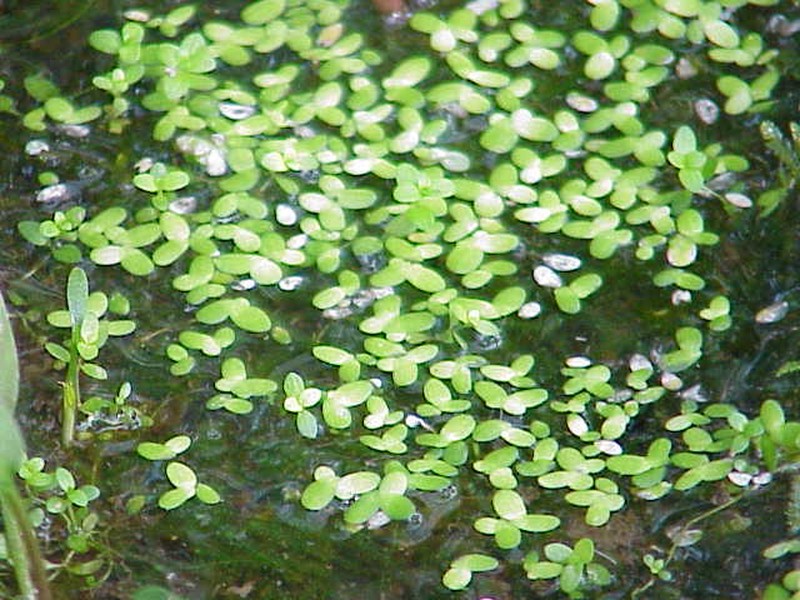 Common Duckweed photo 2