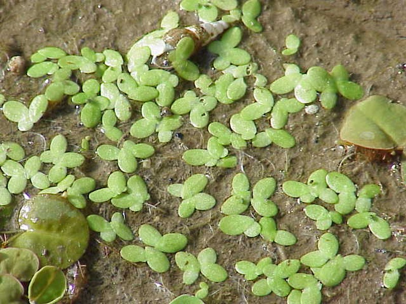 Common Duckweed photo 3
