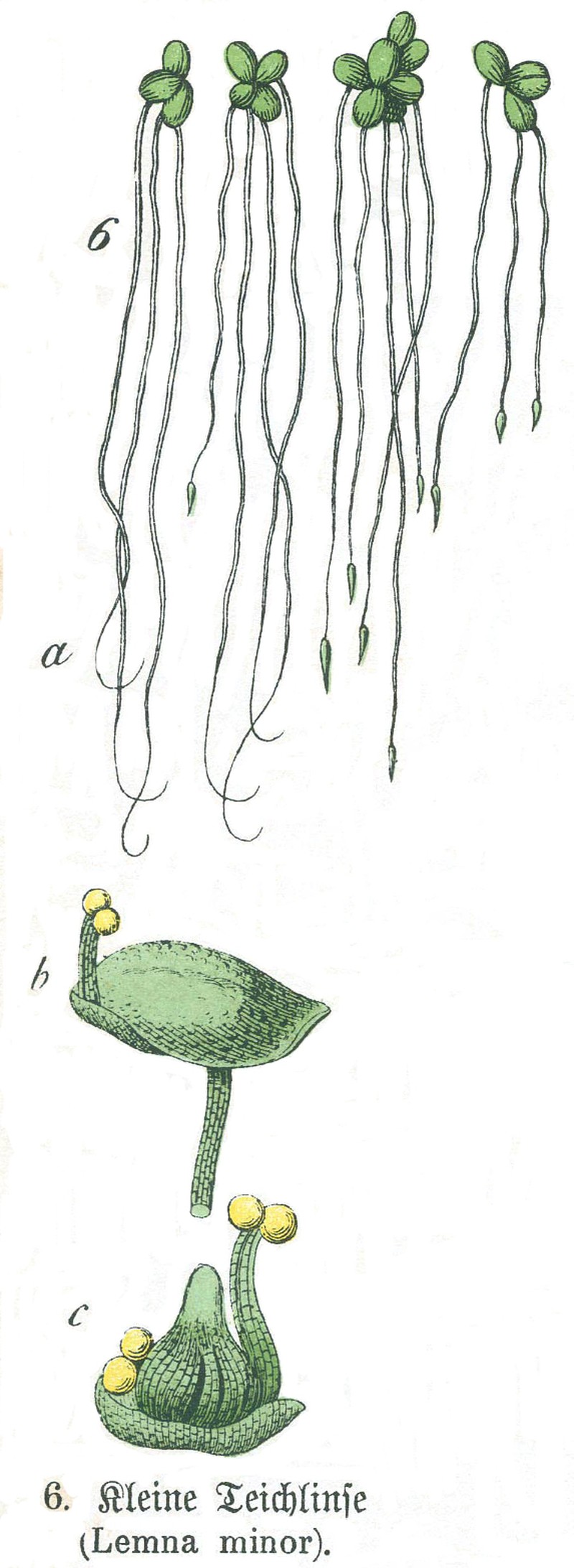 Common Duckweed photo 4