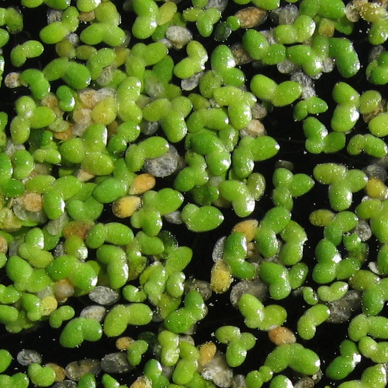 Common Duckweed photo 5