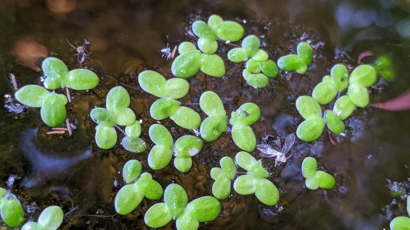 Common Duckweed