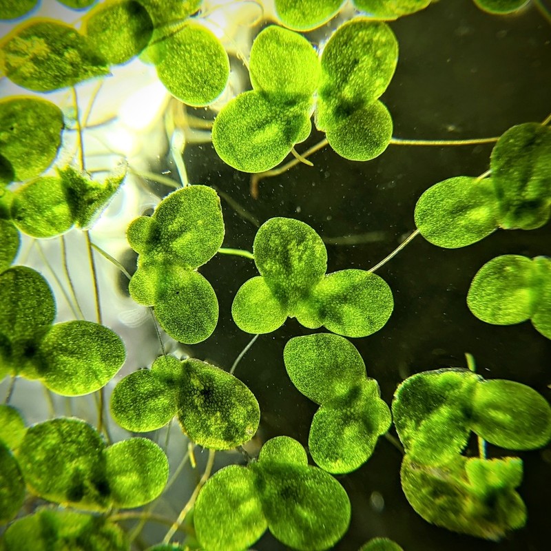 Common Duckweed photo 2