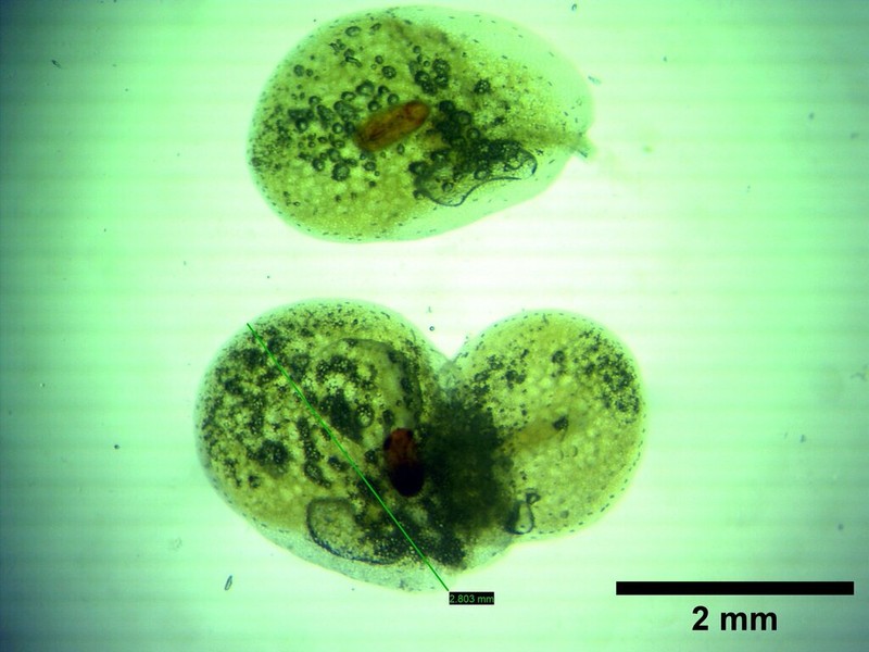 Common Duckweed photo 3