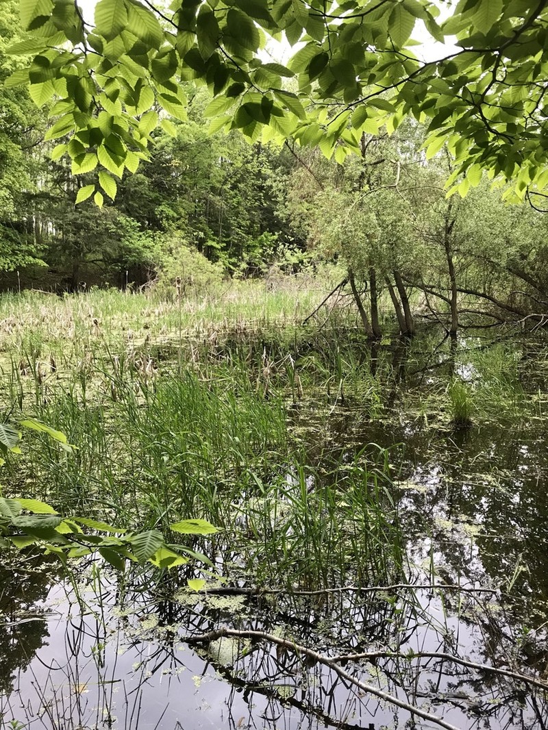 Common Duckweed photo 4