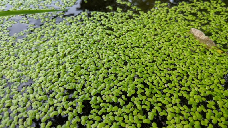 Common Duckweed photo 5