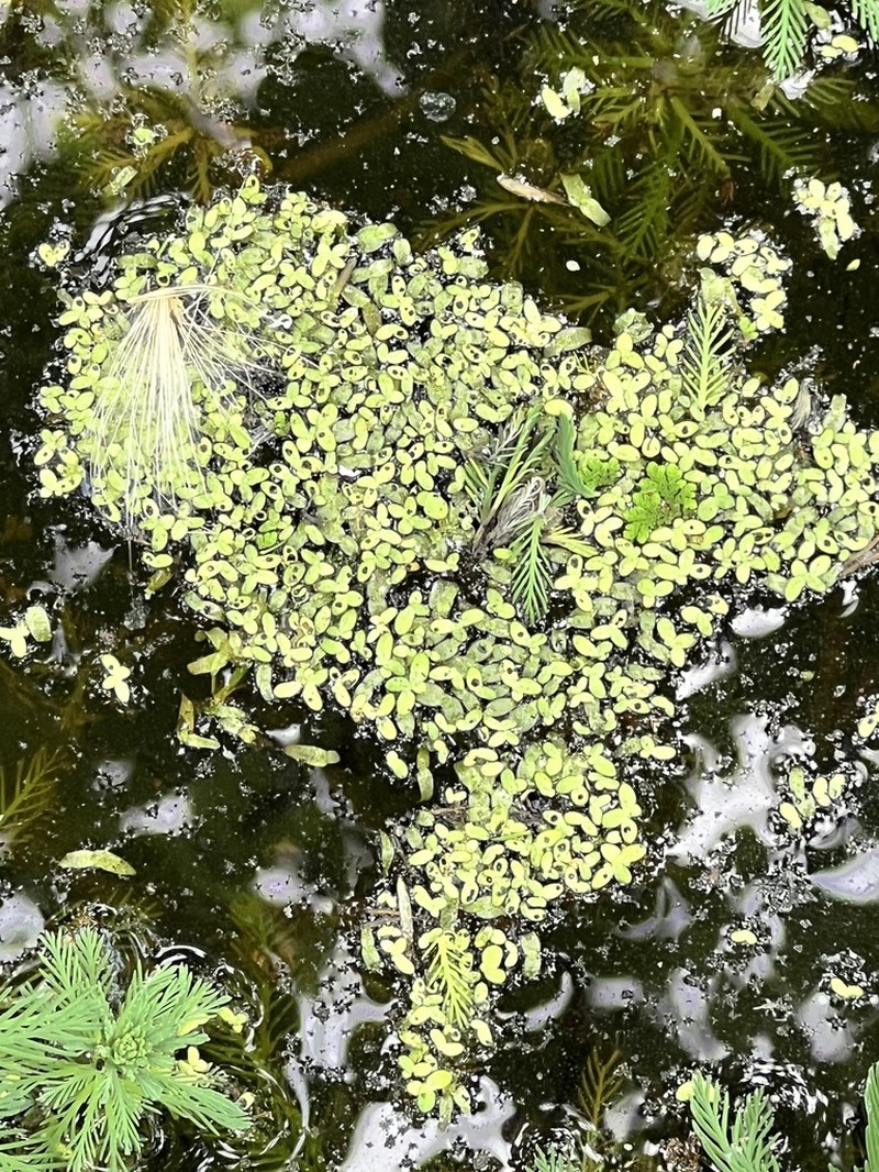 Common Duckweed photo 6