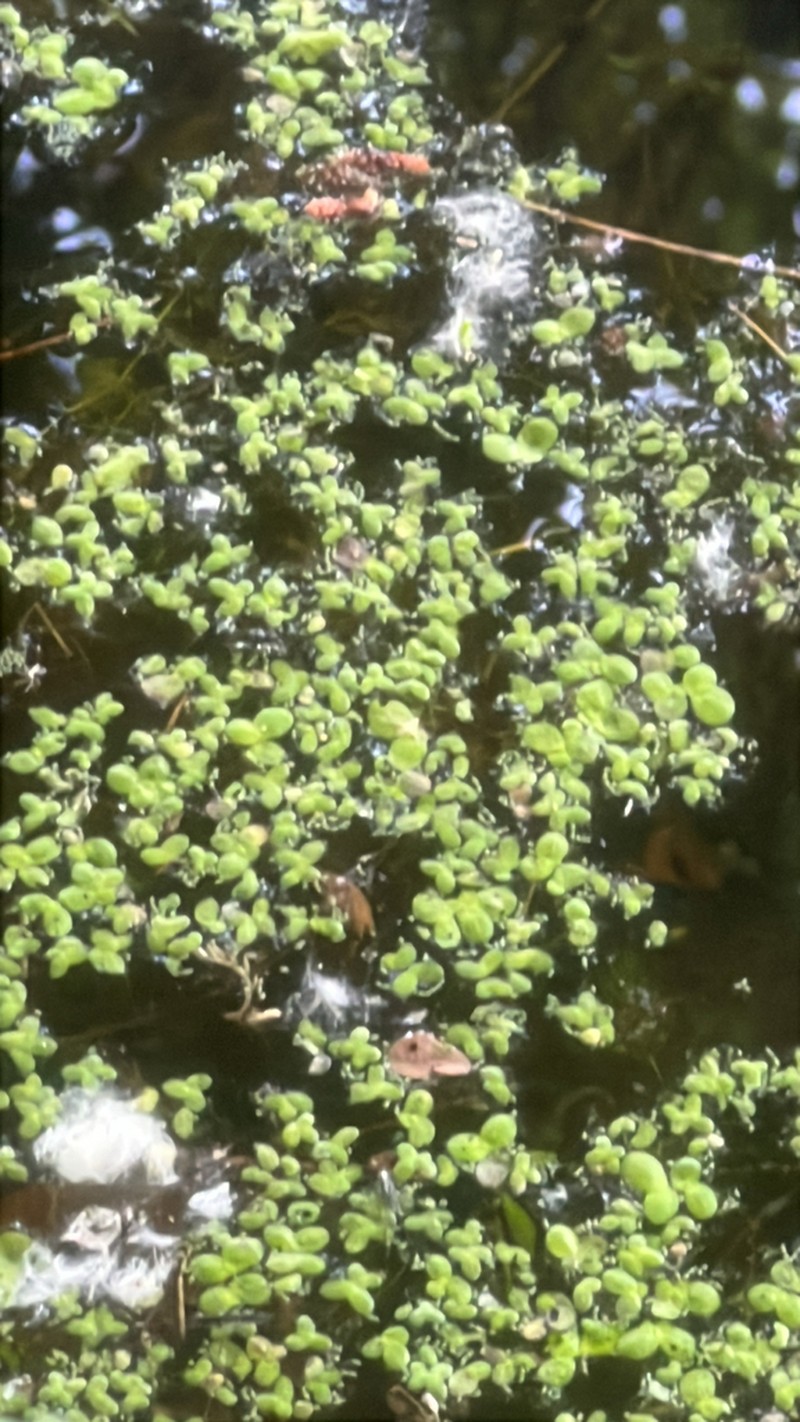 Common Duckweed photo 7