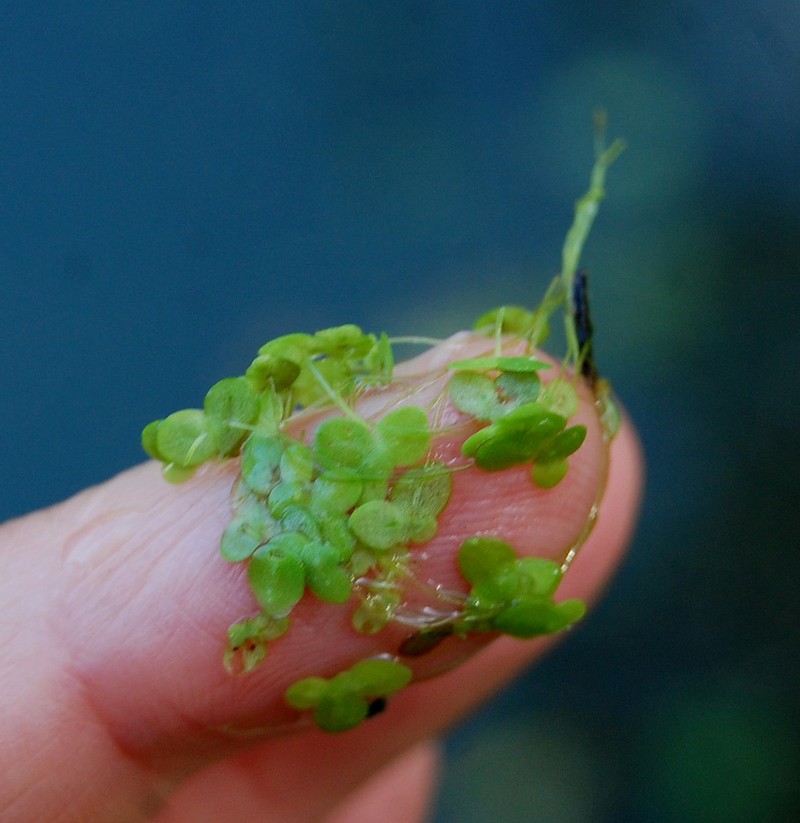 Common Duckweed photo 8