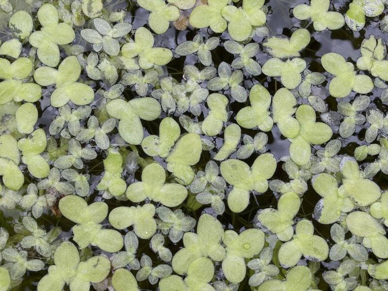 Least Duckweed photo 5