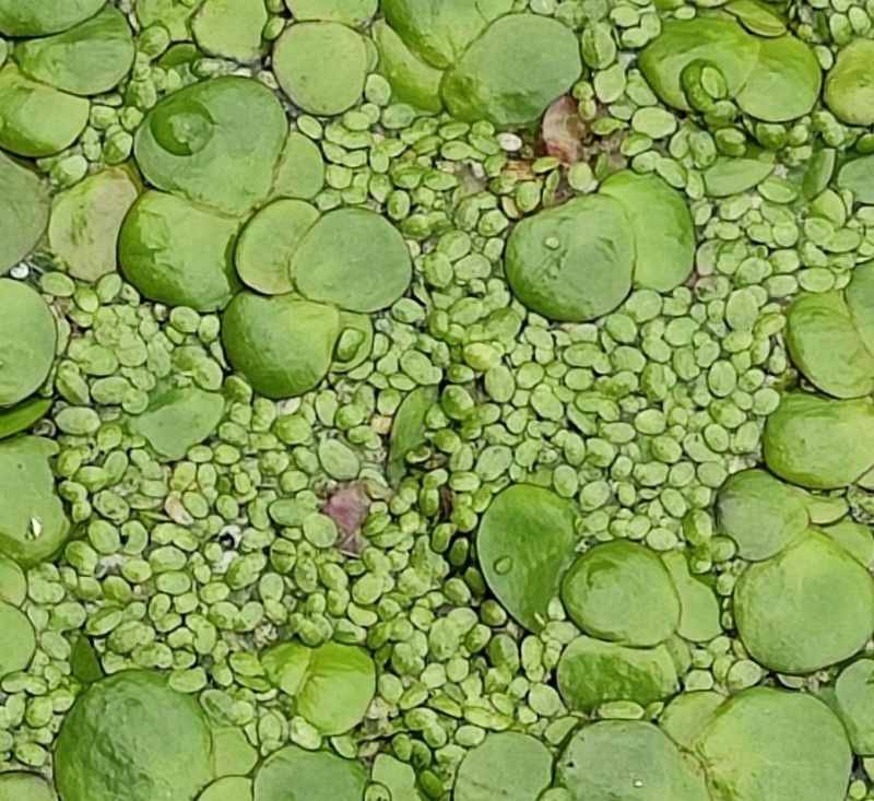Least Duckweed photo 6