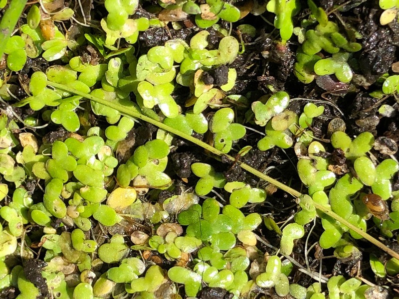 Least Duckweed photo 7