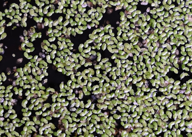 Least Duckweed photo 2