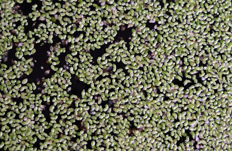 Least Duckweed photo 3