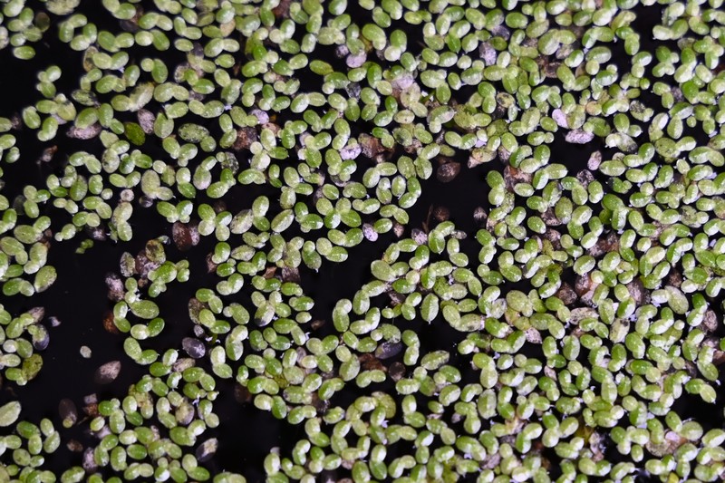 Least Duckweed photo 4