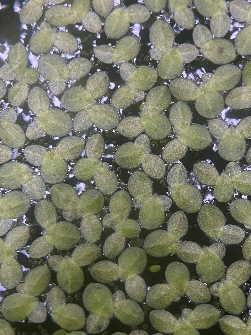 Least Duckweed