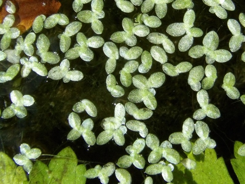 Least Duckweed photo 2