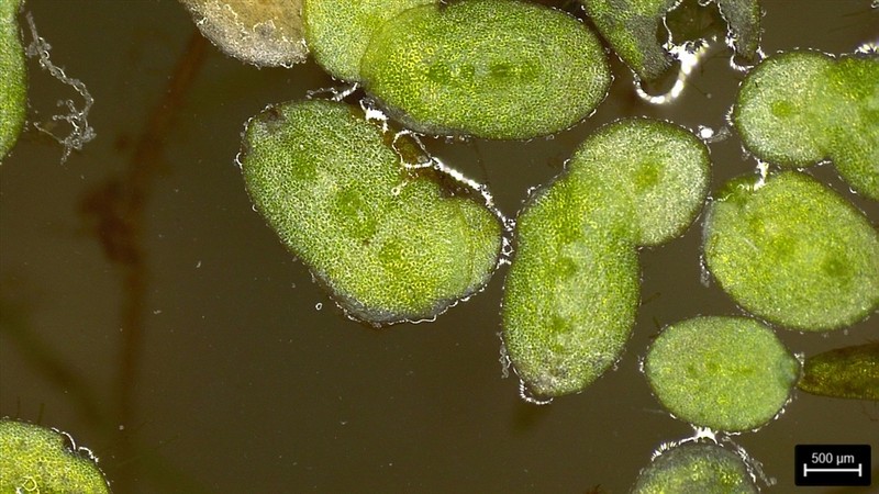 Least Duckweed photo 3