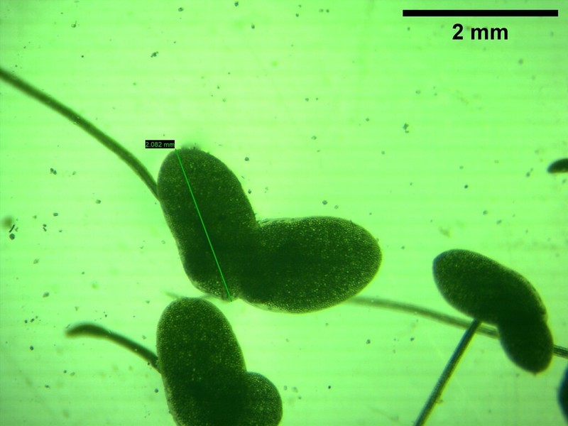 Least Duckweed photo 4