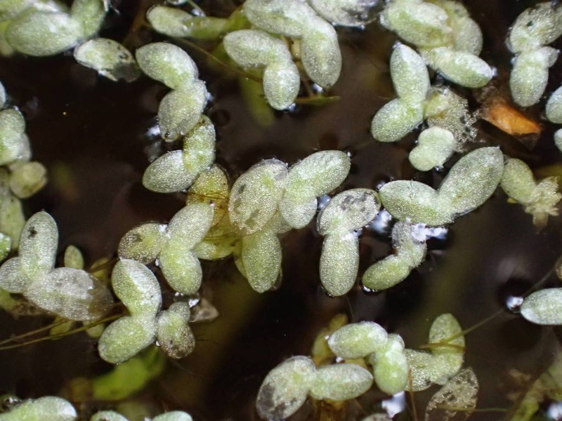 Least Duckweed photo 5