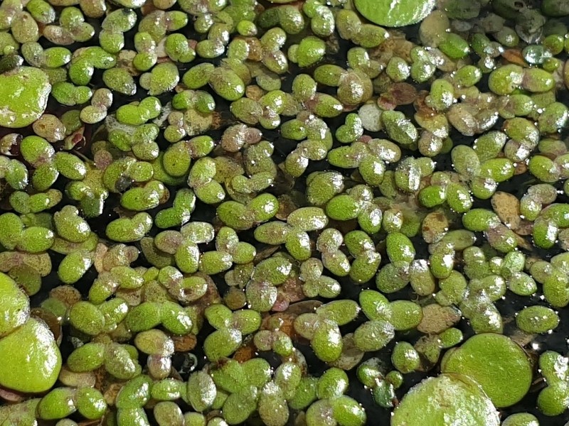 Least Duckweed photo 6
