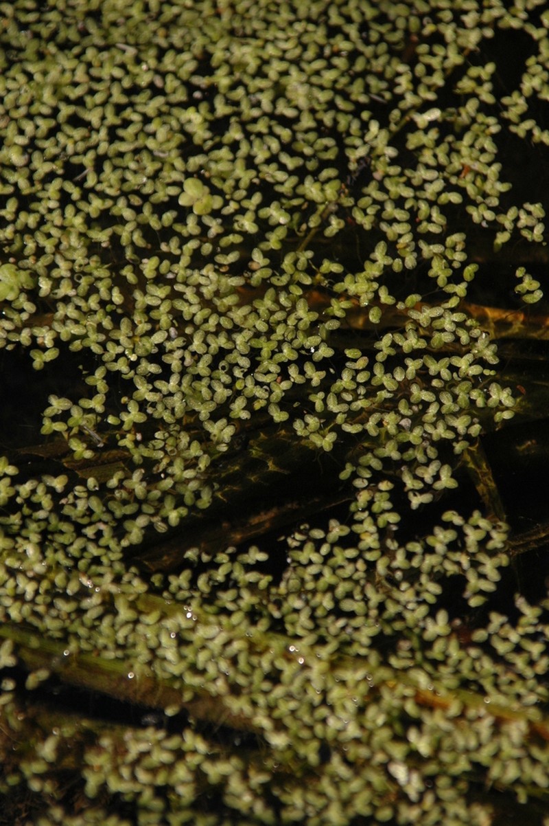 Least Duckweed photo 7