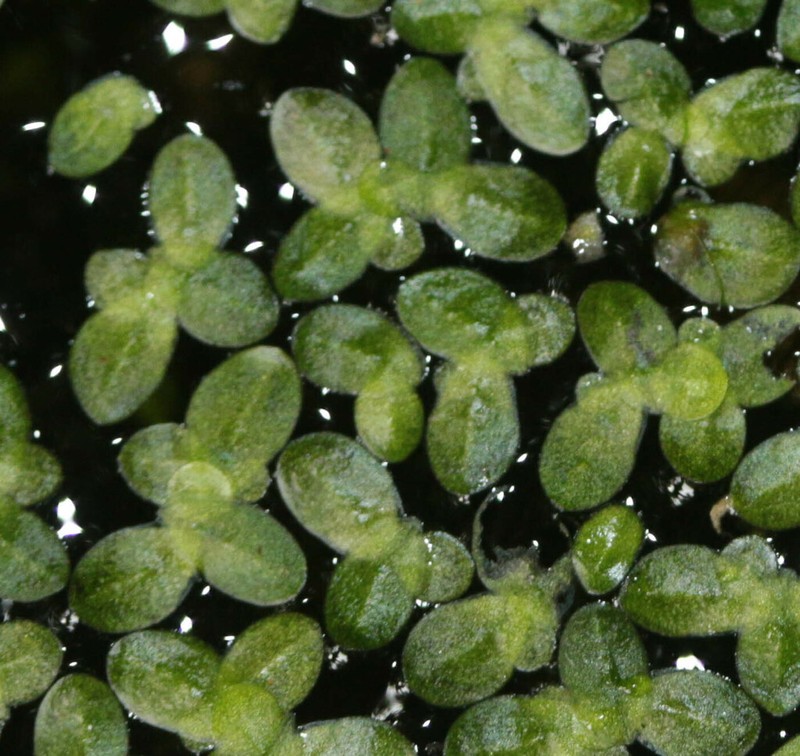 Least Duckweed photo 8