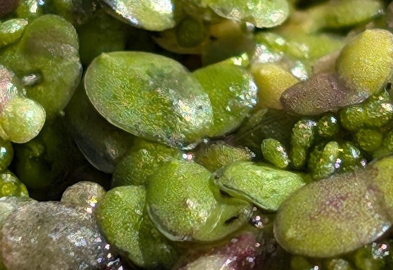 Little Duckweed