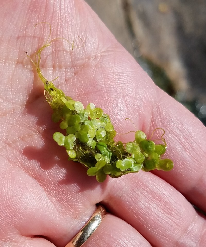 Little Duckweed photo 2