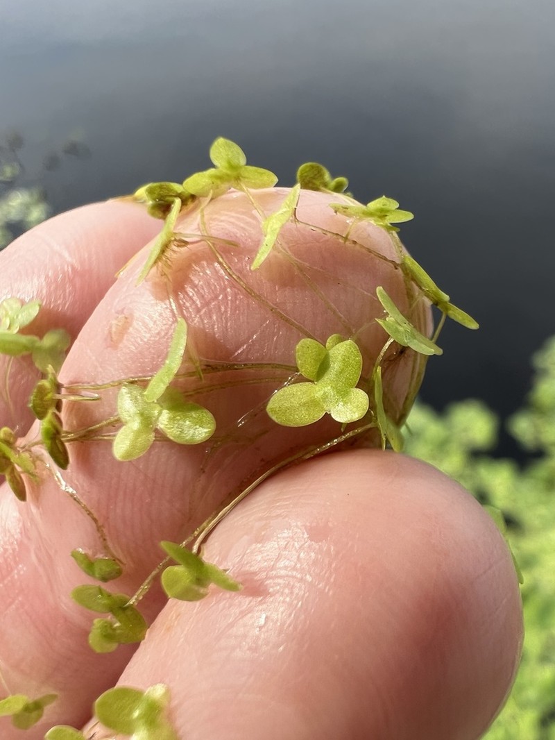Little Duckweed photo 3