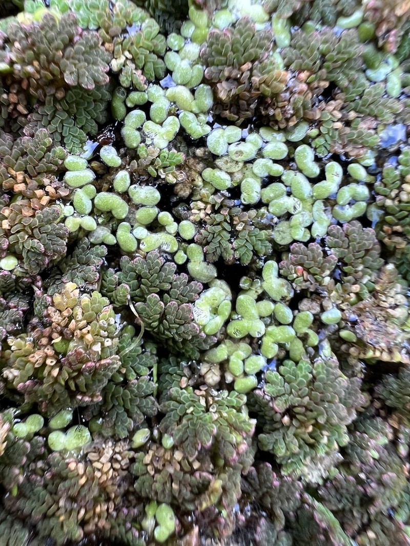 Little Duckweed photo 4