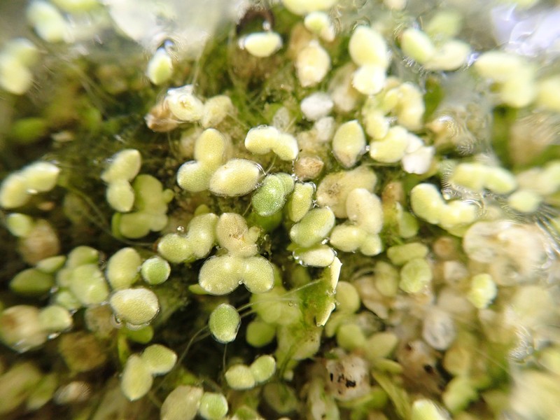 Little Duckweed photo 5